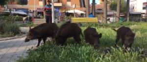 Roma sempre più abbandonata, famiglia di cinghiali a “spasso” tra i rifiuti