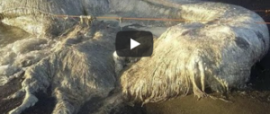 Pelosa e biancastra: mostruosa creatura marina ritrovata nelle Filippine (video)