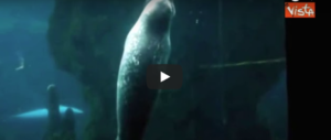 Acquario di Genova, il cucciolo di foca si addormenta e il video diventa virale