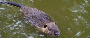 Bufera sul sindaco che vuol mangiare le nutrie. Ma siamo sicuri che abbia torto?