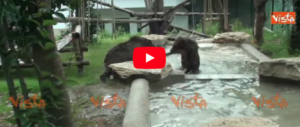 Furono rapiti da piccoli, ora gli orsetti albanesi trovano casa al Bioparco (video)