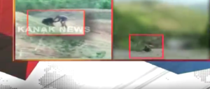 Vuole farsi un selfie con l’orso, l’animale non gradisce e lo sbrana (video)