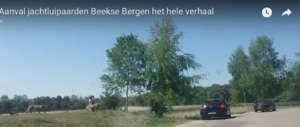 Safari da paura, scendono dall’auto con la bimba: attaccati dai ghepardi (video)