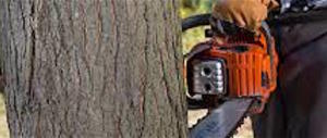 Un milione di alberi piantato a New York. Ma a Roma si taglia soltanto