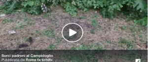 Topi in Campidoglio: ecco il video che sta scatenando il web