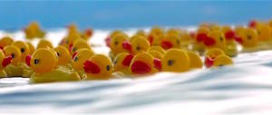 Moby-Duck: la leggenda delle paperelle gialle sull’Oceano (video)