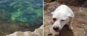 La storia di Mia, la cagnolina buttata in acqua con una pietra al collo, diventa un caso politico