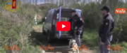 Droga, 26mila piante di marijuana sequestrate nei campi della ‘ndrangheta (video)