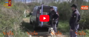 Droga, 26mila piante di marijuana sequestrate nei campi della ‘ndrangheta (video)