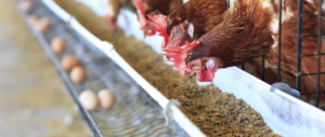 Sicurezza alimentare: sequestrate 60mila uova in tutta Italia