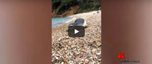 Cucciolo di foca arriva sulla spiaggia di un villaggio turistico (video)