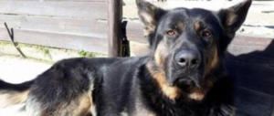 Massacrato di botte Kuma, il cane-mascotte dei bimbi: cranio fracassato