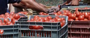 Caporalato a Foggia, braccianti agricoli a bordo in un furgonte fatiscente