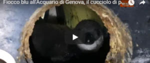 Acquario di Genova, nasce il cucciolo di pinguino (ecco il video)