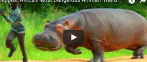 Safari tragico in Kenya: turista sbranato da un ippopotamo (video)
