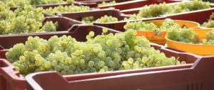Meloni con i produttori del Consorzio Prosecco: “Il governo accolga la loro richiesta”