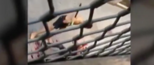Duello col machete tra africani a Barcellona. Ma la sindaca chiede altri migranti (video)