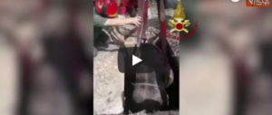 Cavallo cade in una vasca e rischia di annegare. Il video del salvataggio