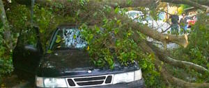 Roma, l’unica capitale europea in cui gli alberi cadono ogni giorno…