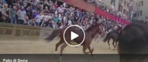 Palio di Siena, insorgono gli animalisti dopo la morte del cavallo Raol (video)