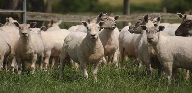 inghilterra texel