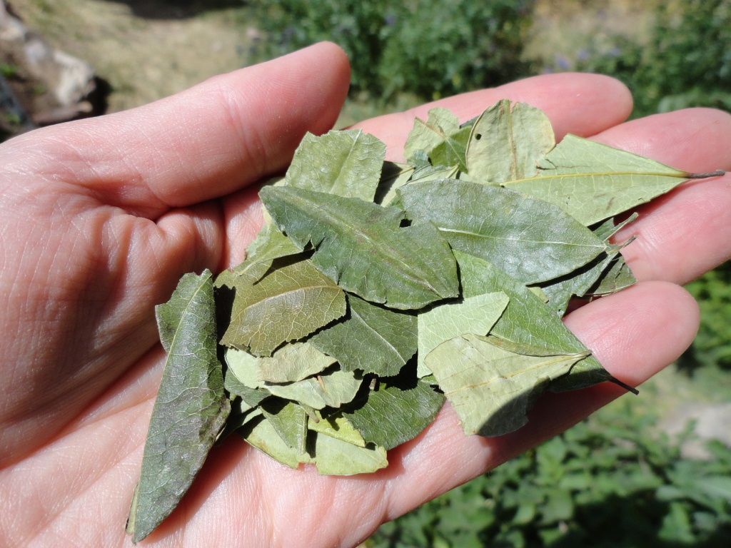 Viaggio del Papa in Bolivia, Bergoglio berrà una tisana a base di foglie di coca?