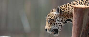 Filmato “Il boss”, l’ultimo giaguaro d’America. Ma è a rischio anche lui (Video)