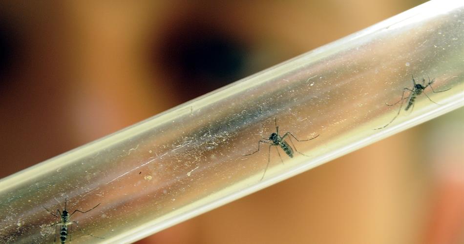 zanzara zika