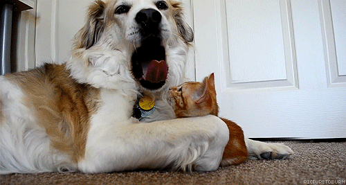 Rapporto tra Cani e Gatti foto 1