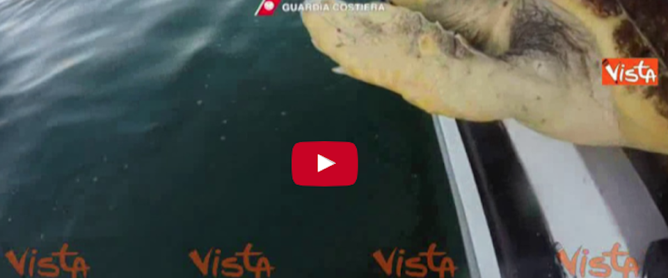 Liberate 7 tartarughe caretta caretta al largo del litorale pescarese (video)
