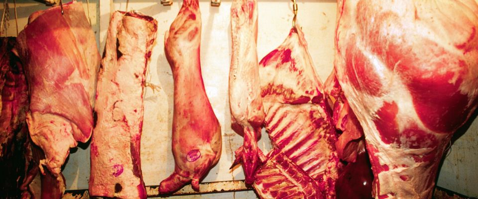 Macellazione clandestina, sequestrate cinque tonnellate di carne equina