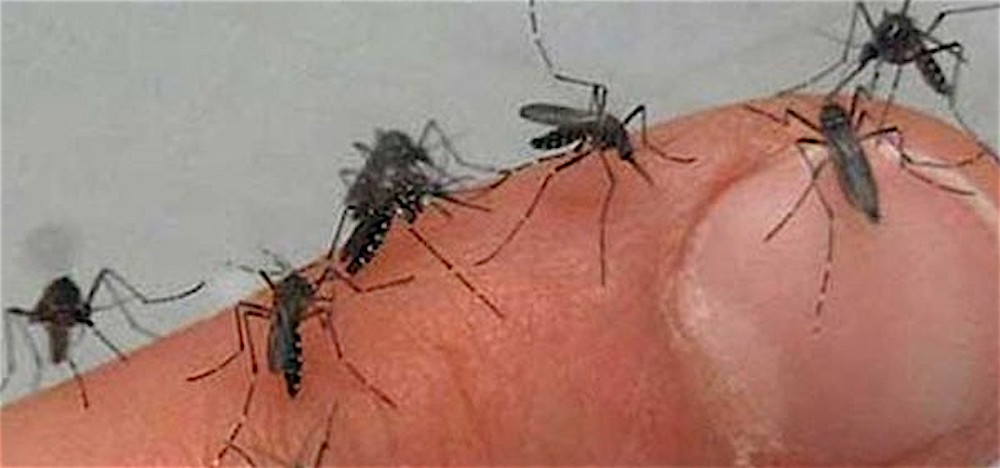 Virus Chikungunya, il centrodestra chiede l’intervento della Regione Lazio