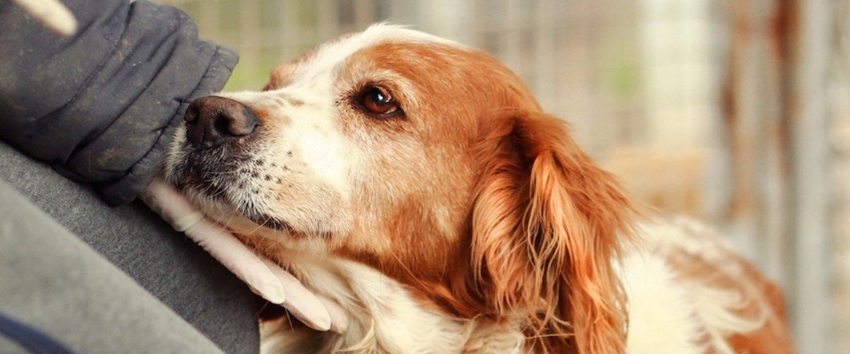 Immigrato violenta e uccide una cagnolina: l’orrore corre sul web