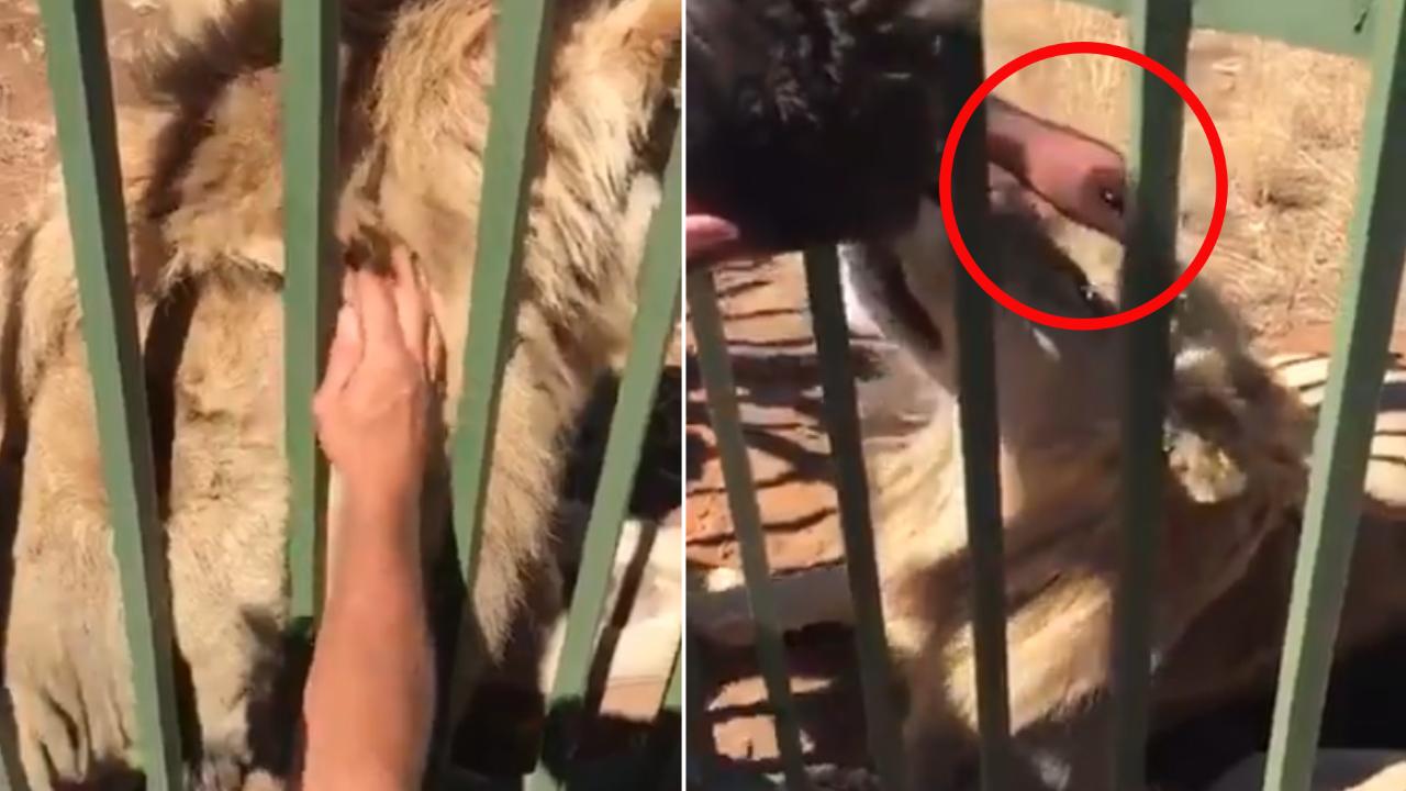 Accarezza leone in gabbia, campione di rugby rischia la mano (video)