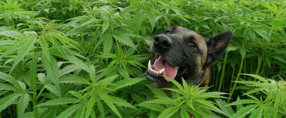 Cannabis, ok della Camera. Meloni: è una legalizzazione mascherata