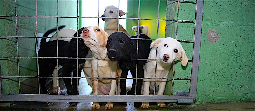 Duecentomila i cani e gatti abbandonati in Italia, più di 300 al giorno Duecentomila i cani e gatti abbandonati in Italia, più di 300 al giorno