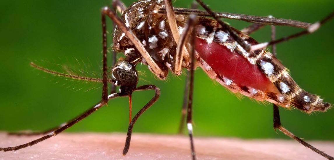 Allarme salute: s’avvicina all’Europa una pericolosa zanzara tropicale