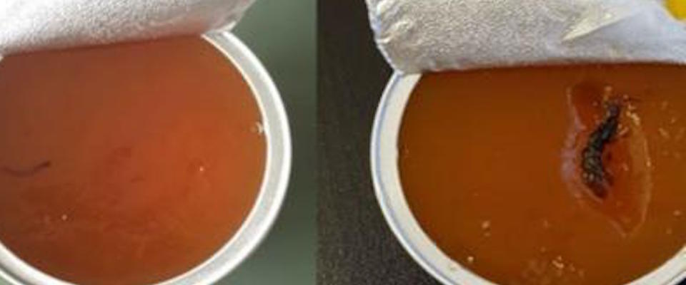 Scuola, scandalo a Milano: nei vasetti di marmellata ci sono i vermi