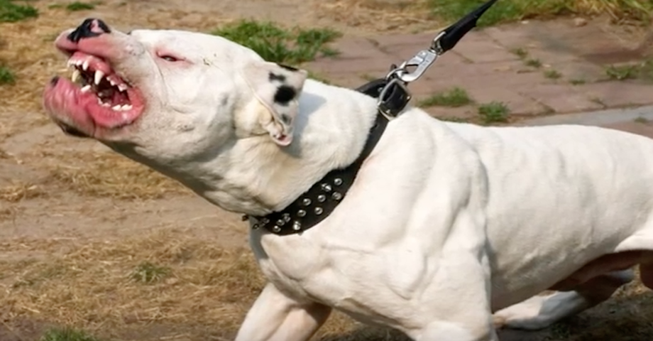 Pavia, pitbull scatenato: azzanna madre, figlia e due ragazzini. Un cane da paura (video)