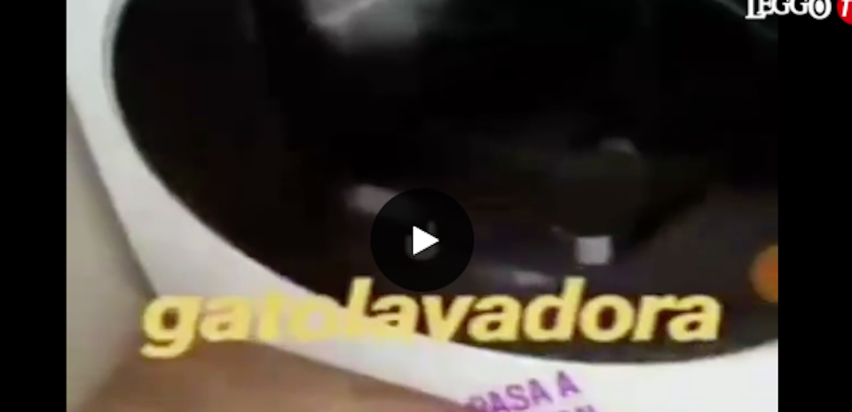 Uccise un gatto mettendolo in lavatrice. Ora l’aguzzina è agli arresti (video) Uccise un gatto mettendolo in lavatrice. Ora l’aguzzina è agli arresti (video)