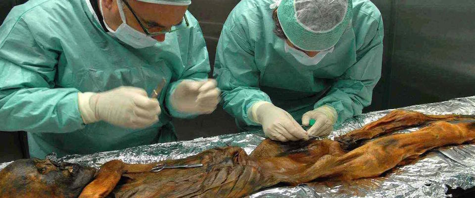 L’ultimo pasto dell’uomo di ghiaccio del Similaun? Ecco cos’ha mangiato