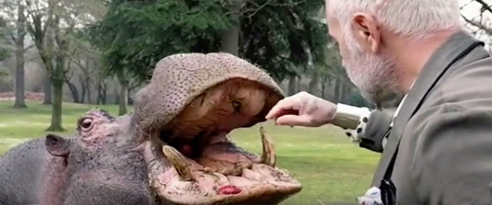 L'ippopotamo Pippo nel giardino della villa di Gianluca Vacchi