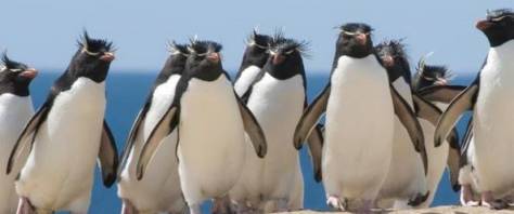 25_aprile_festa_dei_pinguini