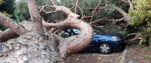 vento alberi