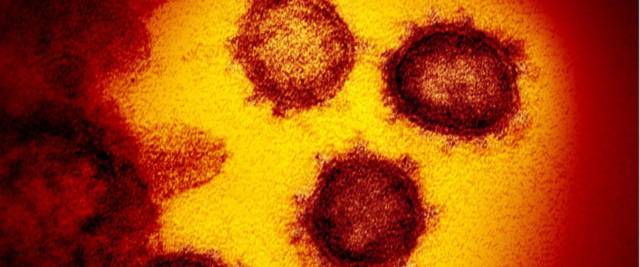 coronavirus
