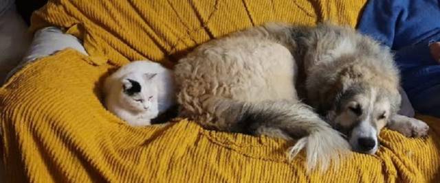 cane e coronavirus (2)