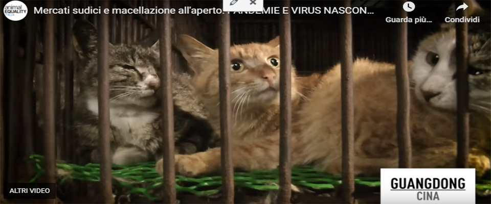 Il coronavirus è arrivato dai mercati “horror” di animali (video). Ma la Cina non li chiude Il coronavirus è arrivato dai mercati “horror” di animali (video). Ma la Cina non li chiude