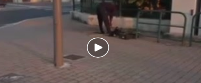 Immigrato arrostisce in strada il gatto appena ucciso frame dal video postato sulla Pagina Fb della Ceccardi