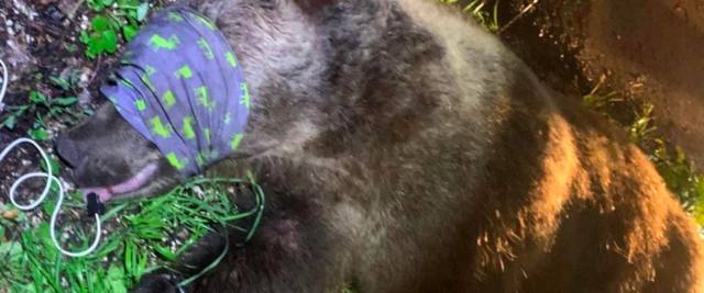 orso