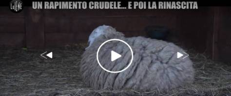 rom rubano pecore